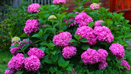 Pink hydrangea - summer, pink, hydrangea, flower, garden, beautiful