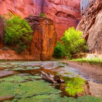 Life in the Canyon - Paria Canyon, Utah