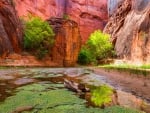 Life in the Canyon - Paria Canyon, Utah