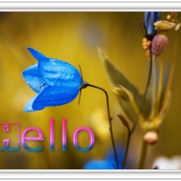 HELLO