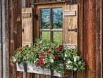 Window with Flowers