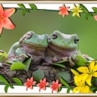 FRAMED FROGS