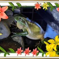 FRAMED FROGS