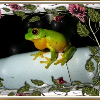 FRAMED FROGS