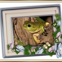 FRAMED FROGS