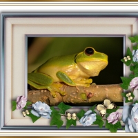 FRAMED FROGS