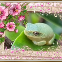 FRAMED FROGS