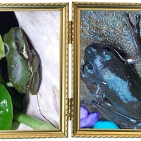 FRAMED FROGS