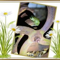 FRAMED FROGS