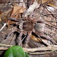 Goliath Bird Eating Spider