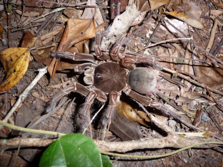 Goliath Bird Eating Spider