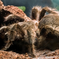 Goliath Bird Eating Spider