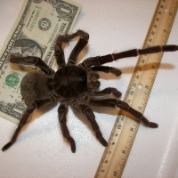 Goliath Bird Eating Spider