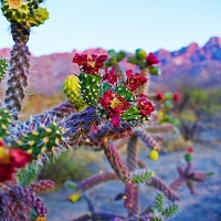 Oro Valley, Arizona