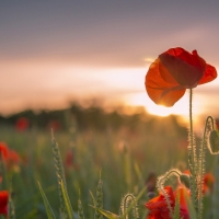 Sunset in poppy field