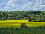 Latvian Landscape