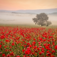 Misty Poppy Meadow