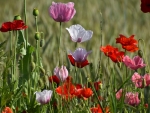 Poppies