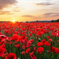 Poppy field at sunset