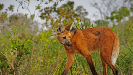 maned wolf - canine, dog, maned, wolf