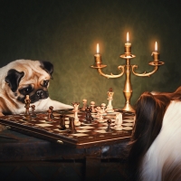 Dogs Playing Chess