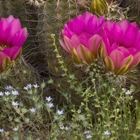 Close-up of hedgehog cactus in bloom, Tucson, Arizona