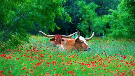 Texas Longhorns in the Texas Hill Country