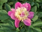 Peony