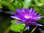 Waterlily