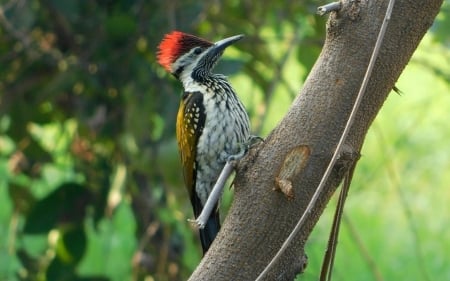 Pileated Woodpecker