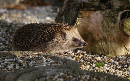 Hedgehog - animal, pebbles, hedgehog, small