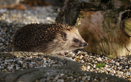 Hedgehog - small, pebbles, animal, hedgehog