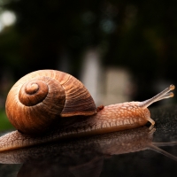 Snail