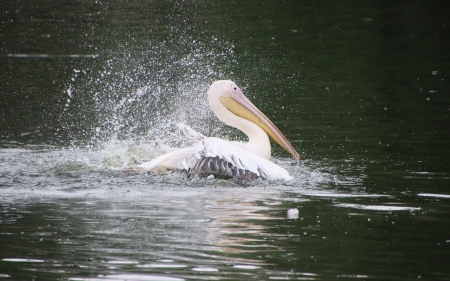 Pelican - bird, pelican, water, splash