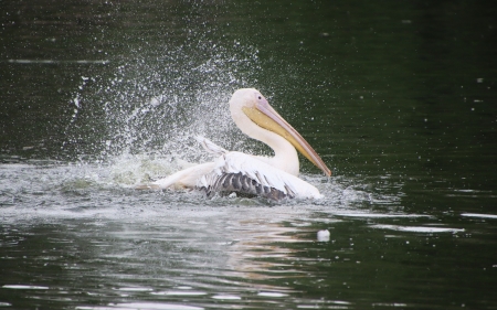 Pelican - pelican, bird, splash, water