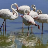 Flamingos