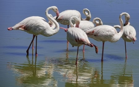 Flamingos - birds, water, reflection, flamingos