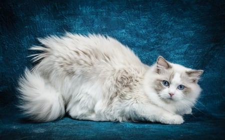 Cat - Ragdoll, white, animal, cat