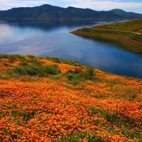 Orange poppy fields at Diamond Lake in California