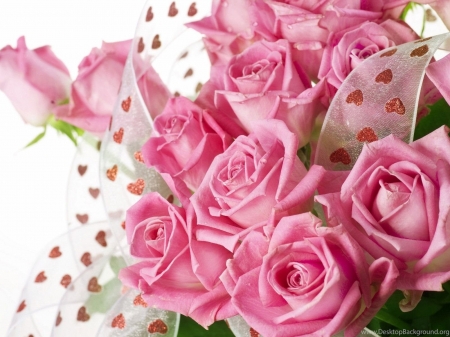 Pink rose