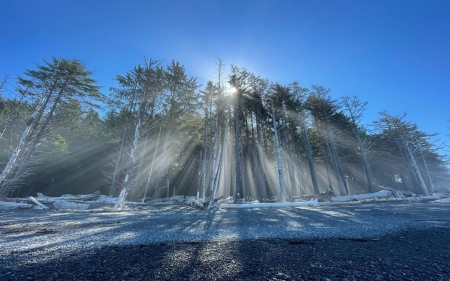 Sun beaming through the trees at Rialto Beach, Olympic National Park