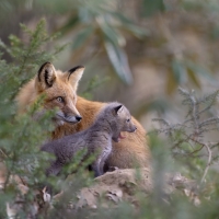 Red Fox and her Kit