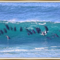 DOLPHINS OFF TUROSS HEAD..NSW..AUSTRALIA