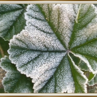 FROST ON LEAVES