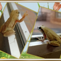 FROG COLLAGE