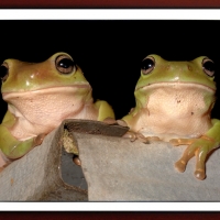 FRAMED FROGS