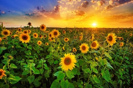 Sunrise over sunflowers - sunflowers, summer, beautiful, sunrise, field, golden, sun, sky