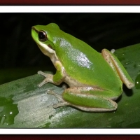 FRAMED FROGS