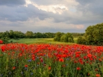 Landscape with Poppies