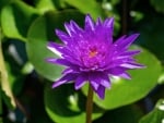 Waterlily